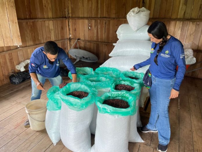 Idam-Processamento-cacau-Guajara-Foto-Divulgacao-Idam-1024x768