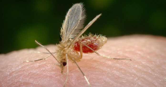 Foto - Wikimedia Commons