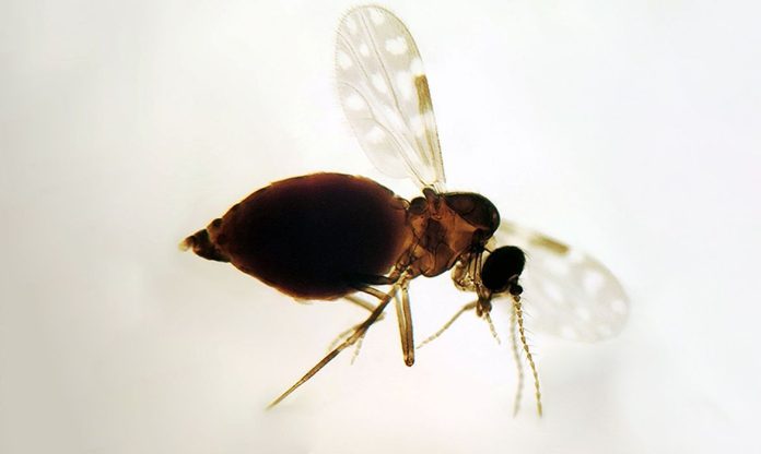 culicoides_paraensis_maruim_colecao_dentro
