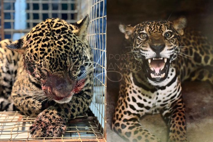 Após mais de um mês de cuidados, onça baleada no Rio Negro será devolvida à natureza neste domingo (9)