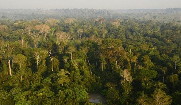 Carbono-floresta-amazônica-753x437