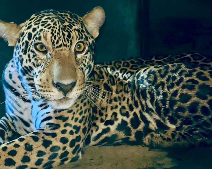 WhatsApp Image 2025-11-10 at 09.03.19