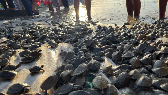 Sema Amazonas promove soltura de 380 mil quelônios no Médio Juruá (2)