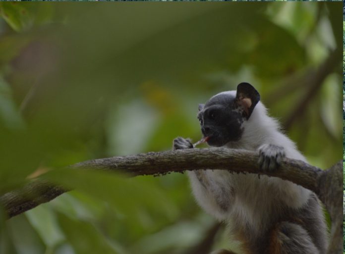 Operação Sauim - Ibama - Manaus Operação Sauim - Ibama - Manaus