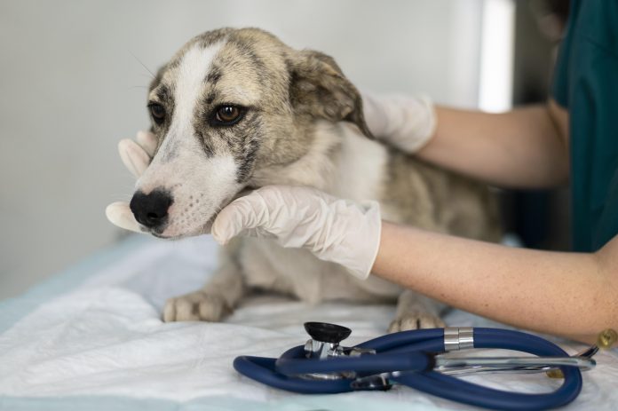 close-up-veterinarian-taking-care-dog