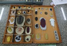 Edital de R$ 1,5 milhão vai apoiar preservação de coleções biológicas no Amazonas