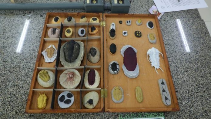 FAPEAM-Colecoes-Biologicas-e-Museus-Foto-Ayrton-Lopes-Fapeam-1-768x432