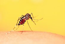 OMS emite alerta após avanço da febre amarela para novas áreas