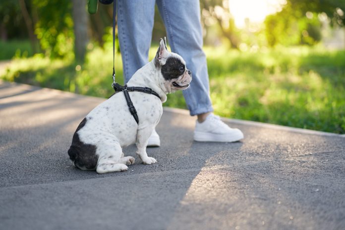 Male french bulldog having rest on road in park.